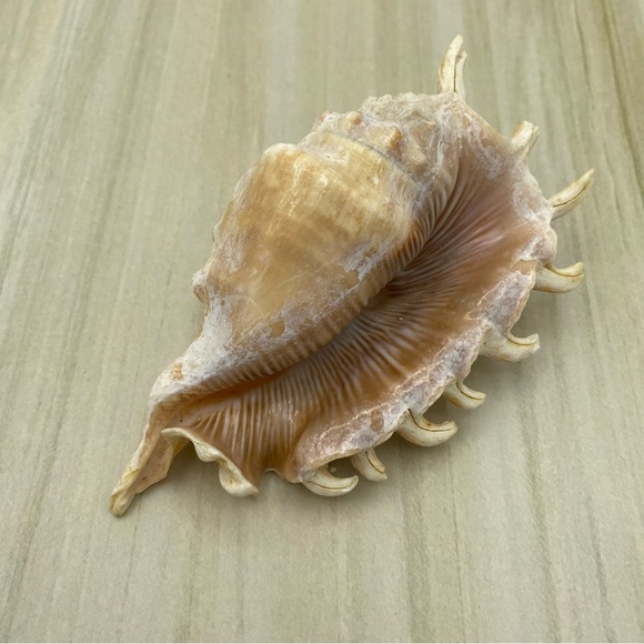 Spider Conch Lambis Truncata Seashell Natural Shell 5 Inch Home Decor Gift - Picture 7 of 9
